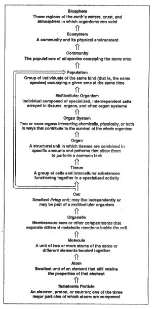 Chart shows levels of organization in nature